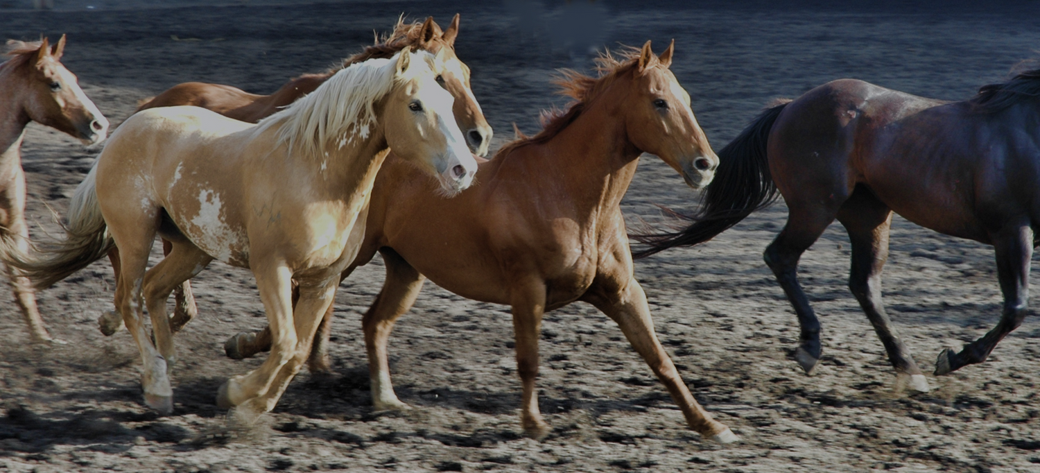 Posh Trot Equine & Country LTD | Your Home of All Things Horse Riding